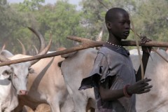 Boy and cattle in Rumbek, Lakes State