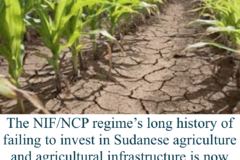 The NIF/NCP regime's long history of failing to invest in Sudanese agriculture and agricultural infrastructure is now taking a terrible toll